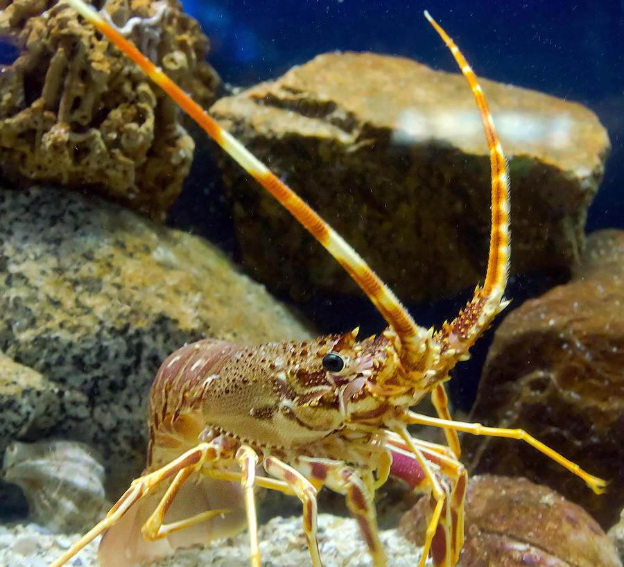 Antenna Lobster Photograph by VladyslavDanilin