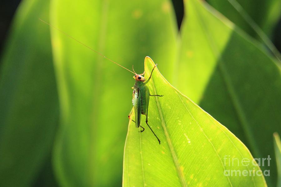 Antennae Up Photograph by Donald Sawin Fine Art America