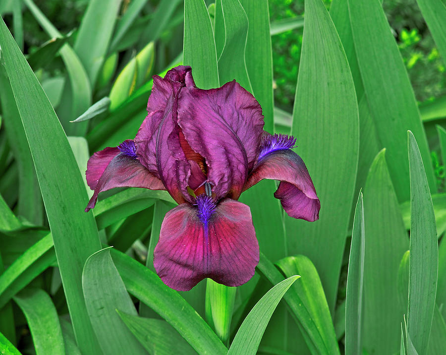Antheia, The Greek Goddess Of Flowers And Gardens, Iris In Manitou Springs, Colorado Photograph by Bijan Pirnia
