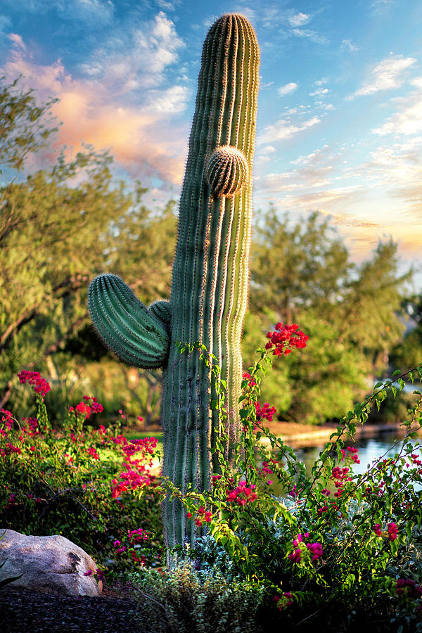 Anthem Community Park Photograph by Nancy Carol Photography - Fine Art ...