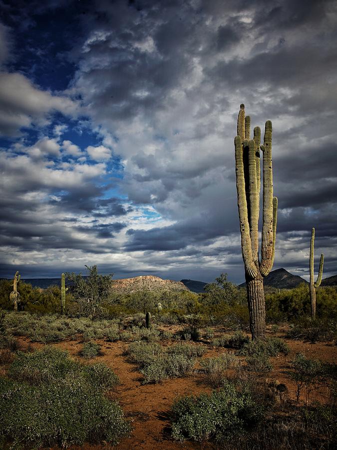 Anthem Desert Cactus 2 Photograph by Bruce Moore - Fine Art America