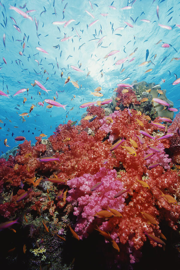 Anthia Swimming by Soft Coral, Figi Photograph by Darryl Leniuk