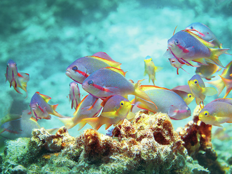 Anthias fish - Colorful bustle on top of coral reef -  Photograph by Ute Niemann