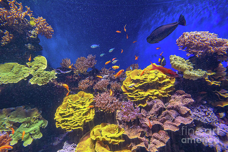 Anthias fishes of sea aquarium Photograph by Benny Marty