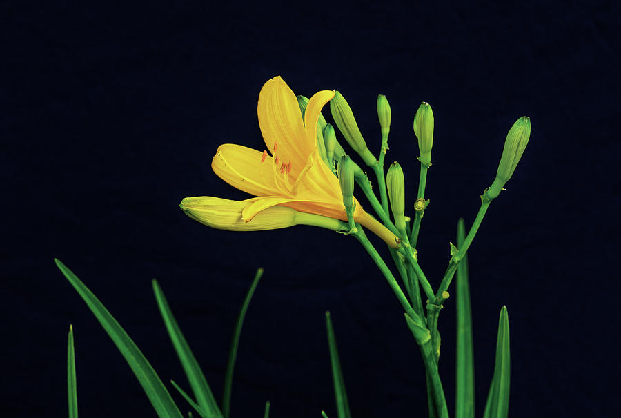 Anthousai, The Greek Flower Nymphs, Yellow Lily Photograph by Bijan Pirnia