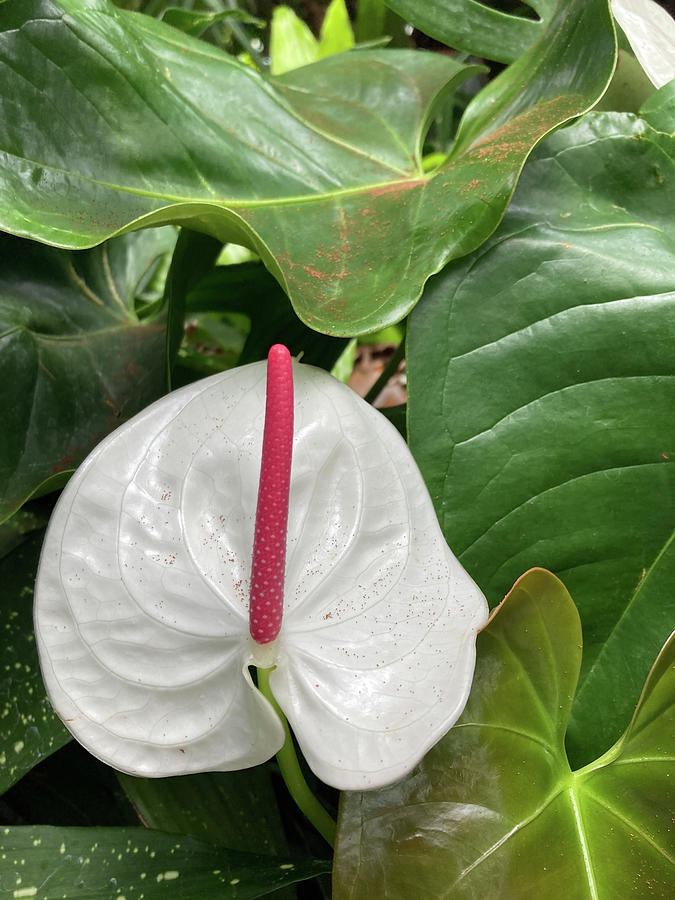 Anthurium Photograph by Amy Scheer - Fine Art America