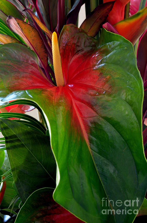 Anthurium Beauty Photograph by Mary Deal