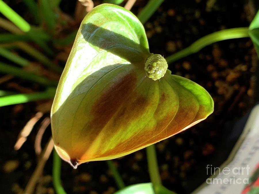Anthurium Photograph by Catherine Wilson