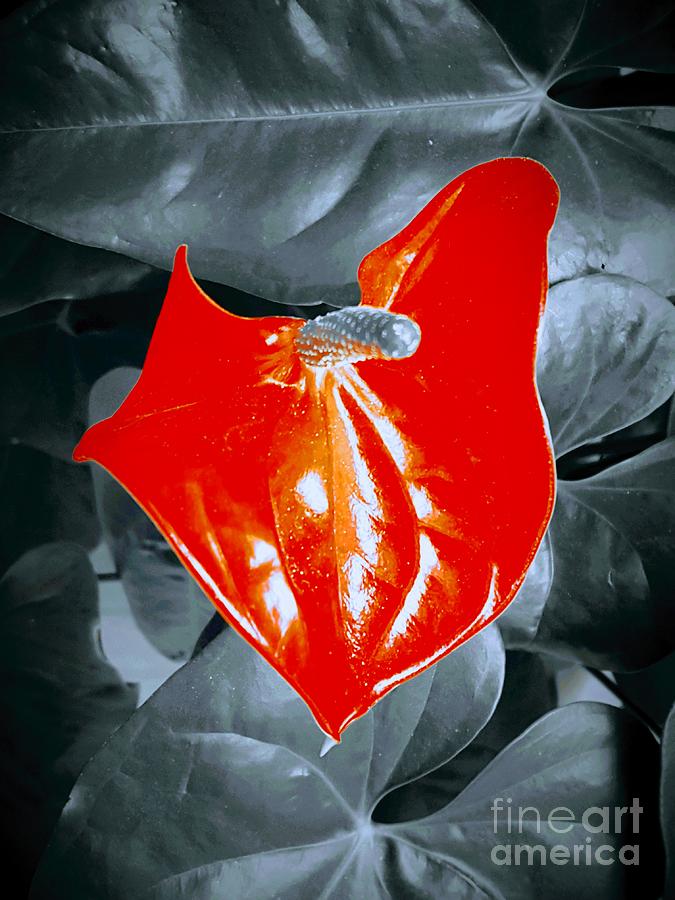 Flower Photograph - Anthurium  by Daniel Janda