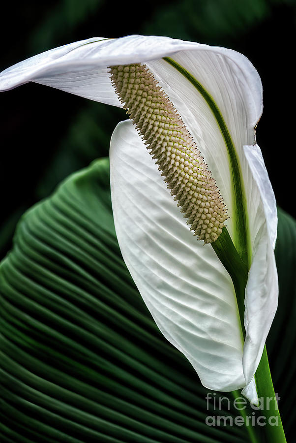 Peace Lily Flower Photograph by Al Andersen