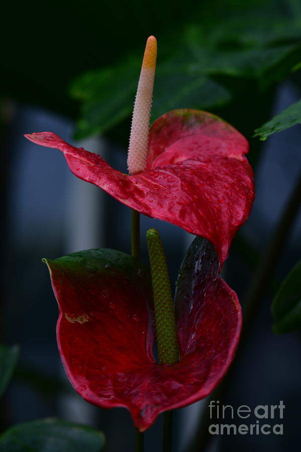 Anthurium Flower Digital Art by Yenni Harrison