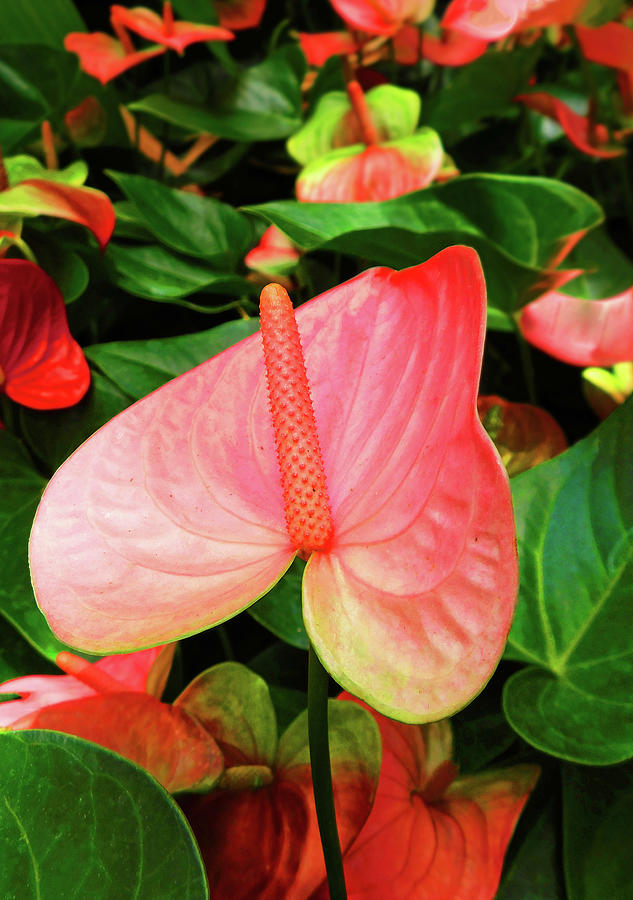 Anthurium in Full Bloom,  Photograph by Emmy Marie Vickers
