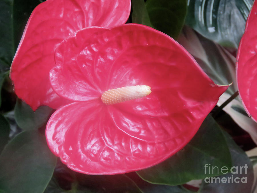 Anthurium Photograph by Mary Mikawoz