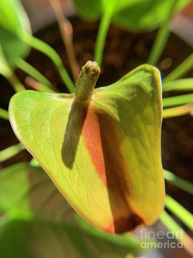 Anthurium Plant Photograph