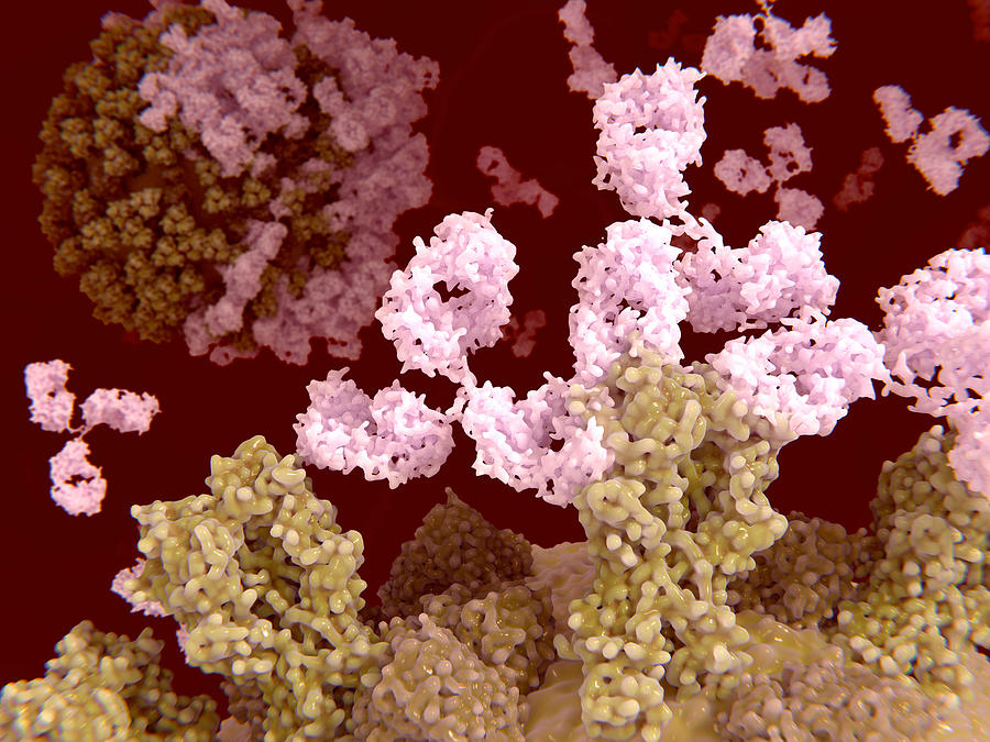 Antibodies attacking flu virus Drawing by Juan Gaertner/science Photo Library