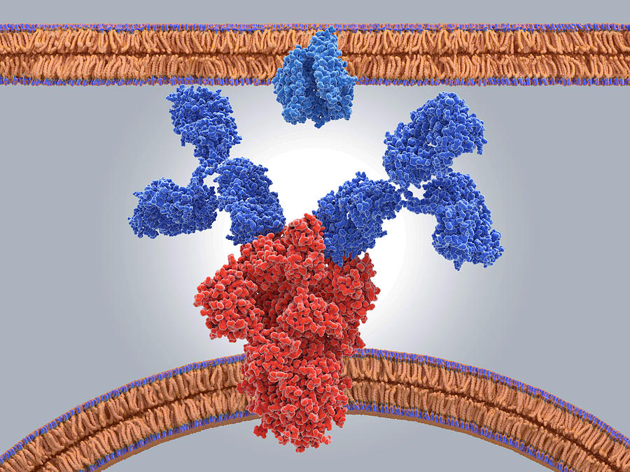 Antibodies binding to coronavirus protein, illustration Drawing by Juan Gaertner/science Photo Library