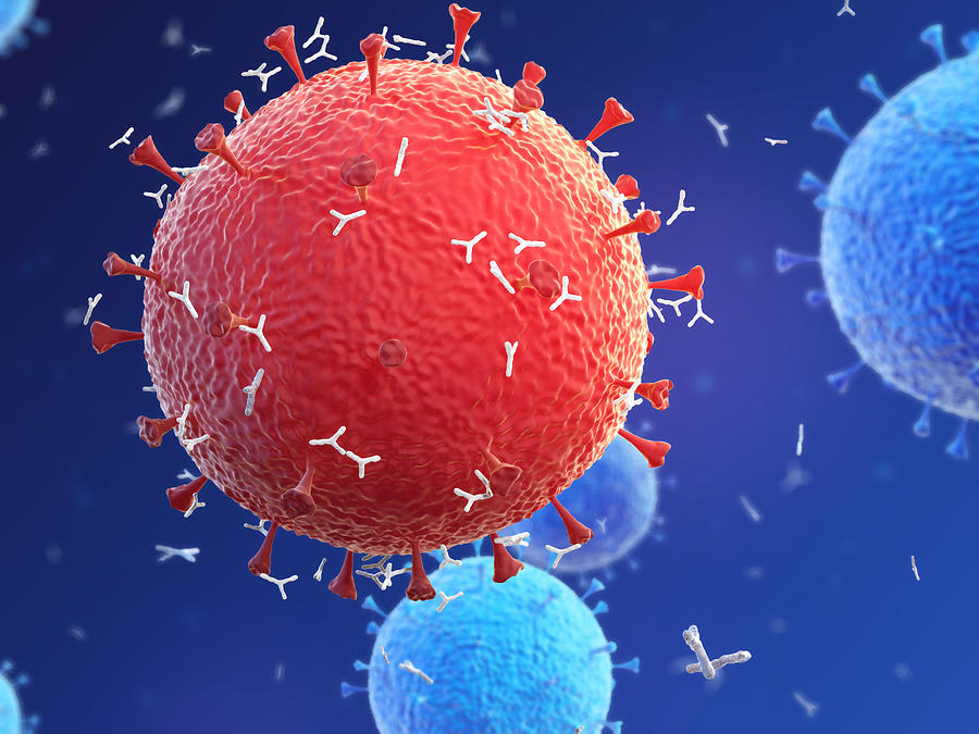 Antibodies responding to coronavirus particles, illustration Drawing by Sergii Iaremenko/science Photo Library