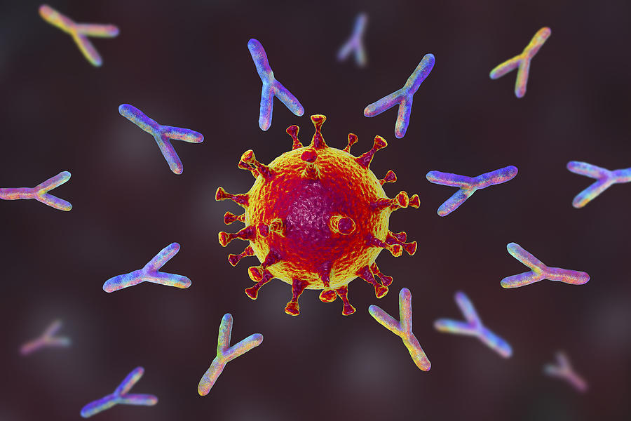 Antibodies responding to covid-19 coronavirus, illustration Drawing by Kateryna Kon/science Photo Library
