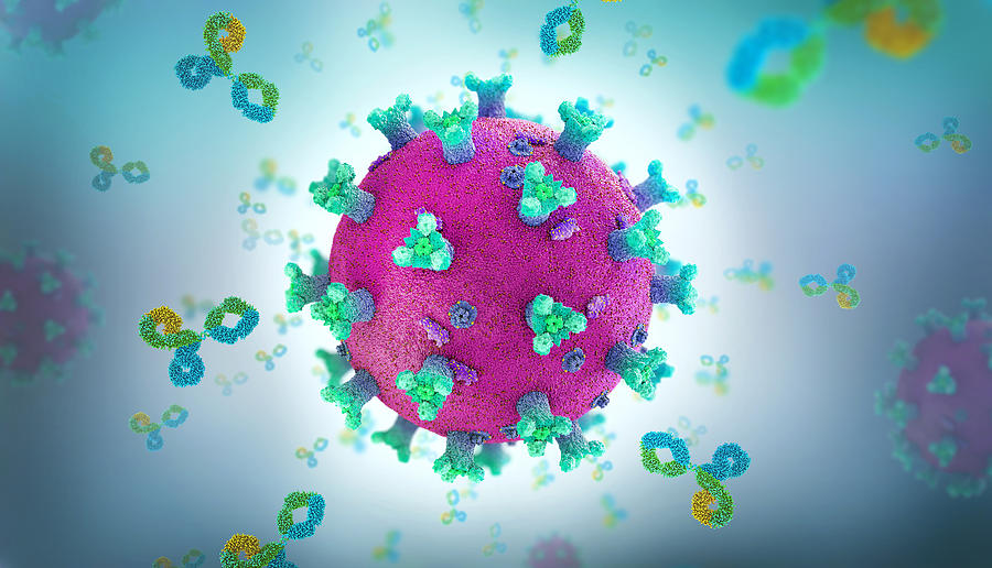 Antibody proteins attacking coronavirus, illustration Drawing by Christoph Burgstedt/science Photo Library