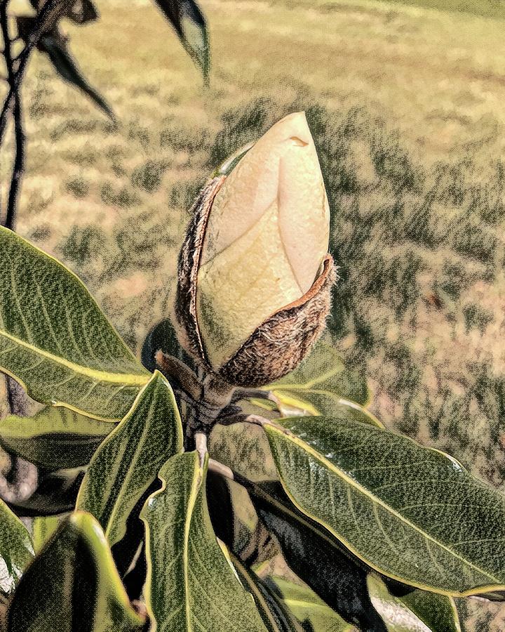 Anticipating the Bloom in Charcoal Photograph by Bill Swartwout
