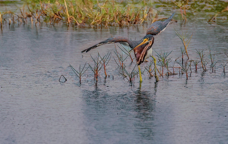 Antics of a Tri-colored Heron Photograph by Marcy Wielfaert