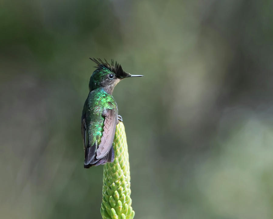 Antillean Crested Hummingbird Photograph by CR Courson