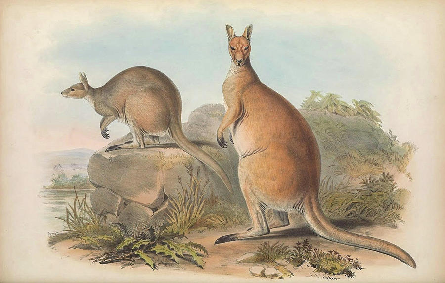 Antilopine Kangaroo Drawing by John Gould