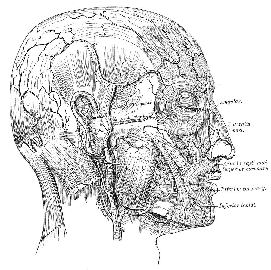 Antique Anatomy Papers Neck Gator Human Head Anatomy Digital Art by ...