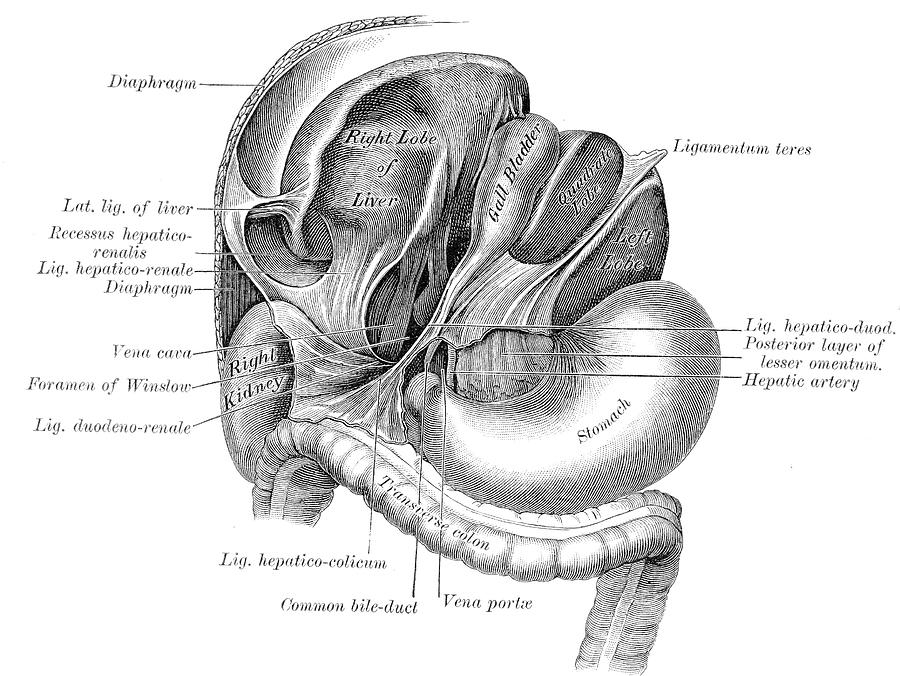 Antique Anatomy Papers Neck Gator Liver Kidney Stomach Anatomy Digital ...