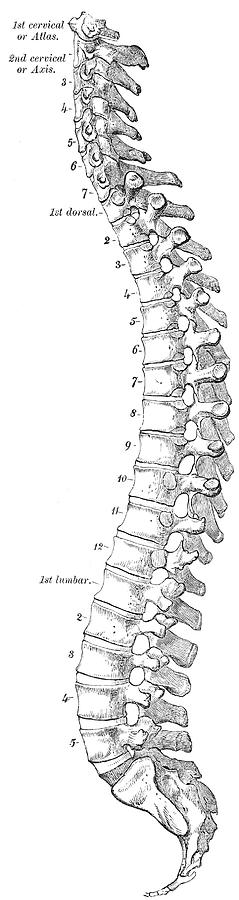 Antique Anatomy Papers Neck Gator Spinal Column Anatomy Digital Art by ...