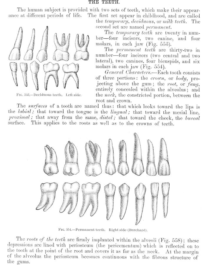 Antique Anatomy Papers Neck Gator Teeth Anatomy Dentist Digital Art by ...