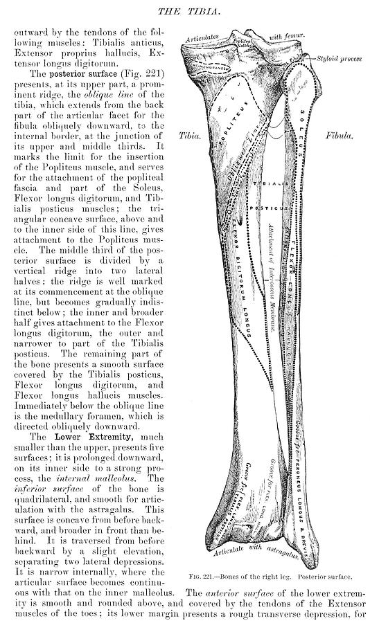 Antique Anatomy Papers Neck Gator Tibia Anatomy Digital Art by Stacy ...