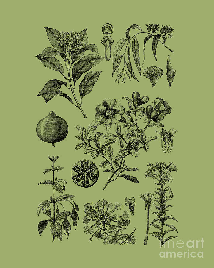 Fruit Digital Art - Antique Botanical Decor by Madame Memento