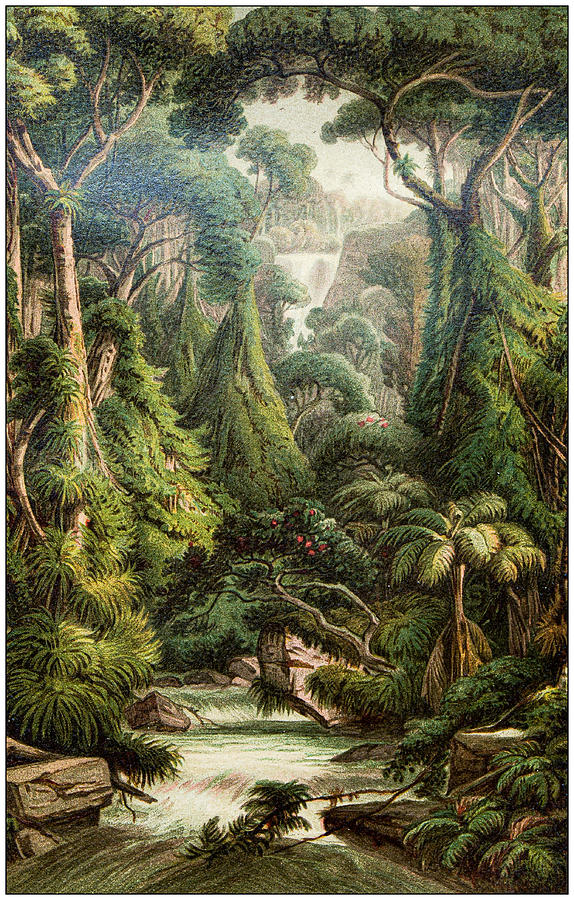 Antique botany illustration: Sri Lanka forest Drawing by Ilbusca