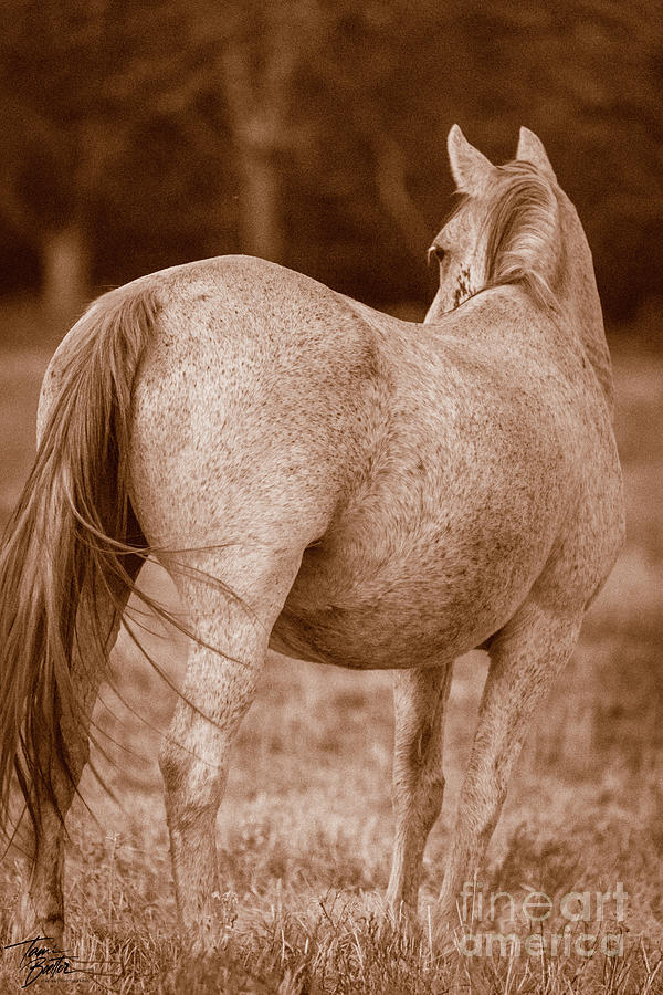 Antique Bronze Mare Photograph by Tami Boelter