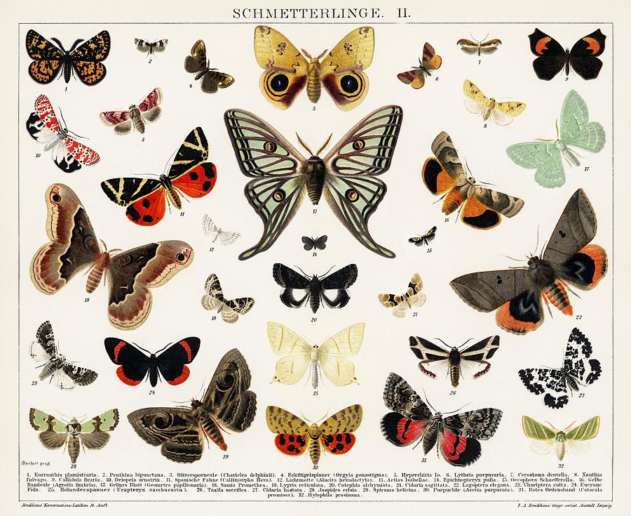 Butterfly Painting - Antique Butterfly and Moth Lithograph by Les Classics