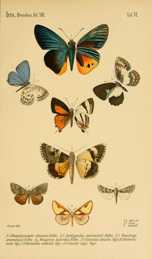 Antique Butterfly Illustrations Mixed Media by World Art Collective