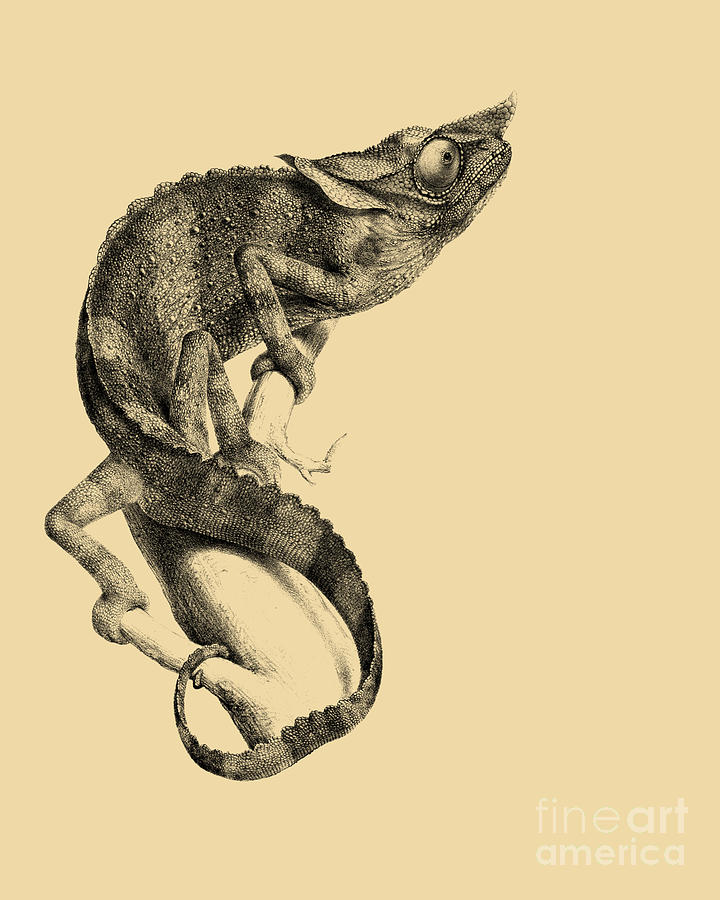 Wildlife Digital Art - Antique Chameleon by Madame Memento
