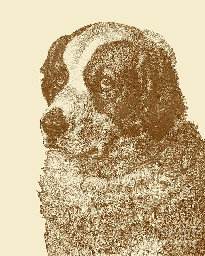 Dog Digital Art - Antique Dog Portrait by Madame Memento