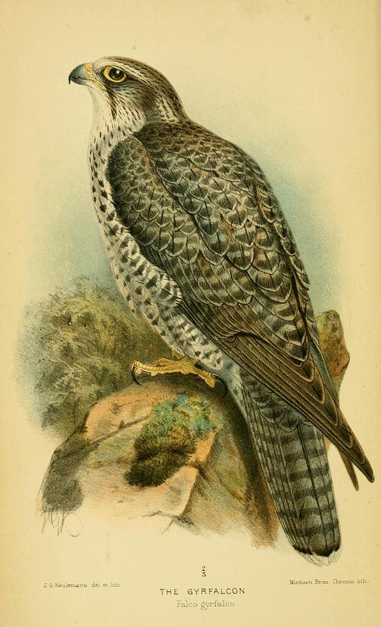 Antique Falcon Illustration Mixed Media by World Art Collective