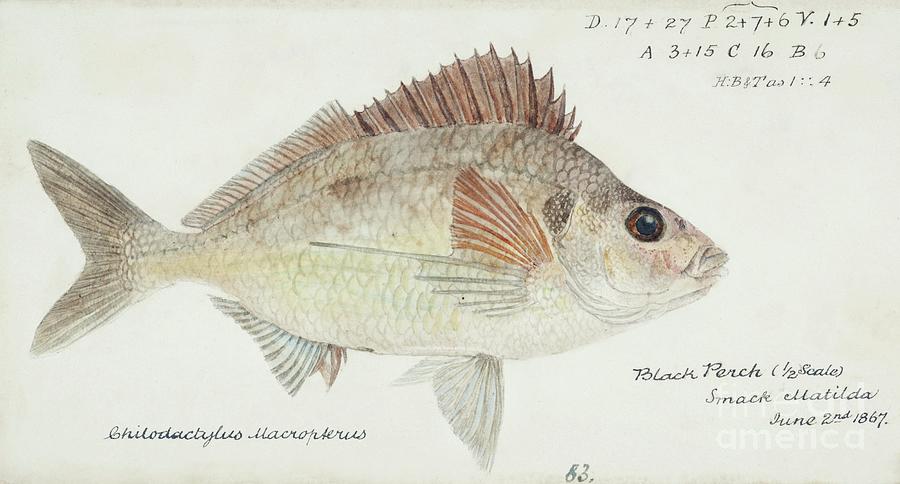 Antique Fish Nemadactylus Macropterus Tarakihi Drawn By Fe. Clarke 1849-1899 Painting