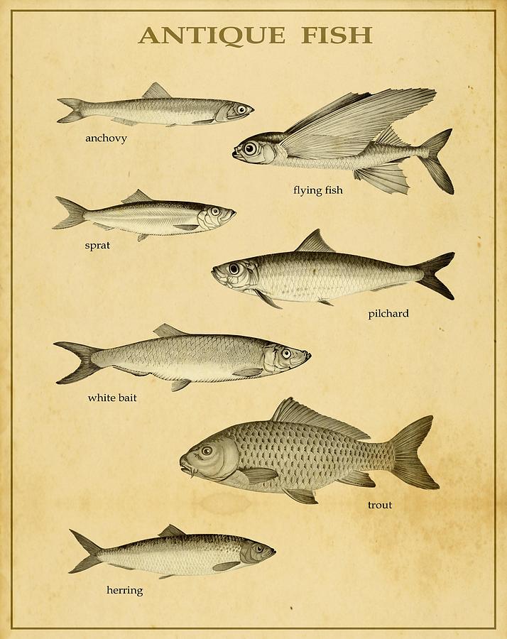 Antique Fish Poster by Les Classics