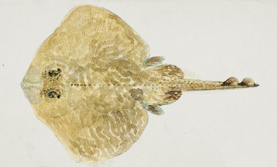 Antique fish tinca tinca cyprindae family drawn by Fe Clarke 1849-1899 by  Les Classics