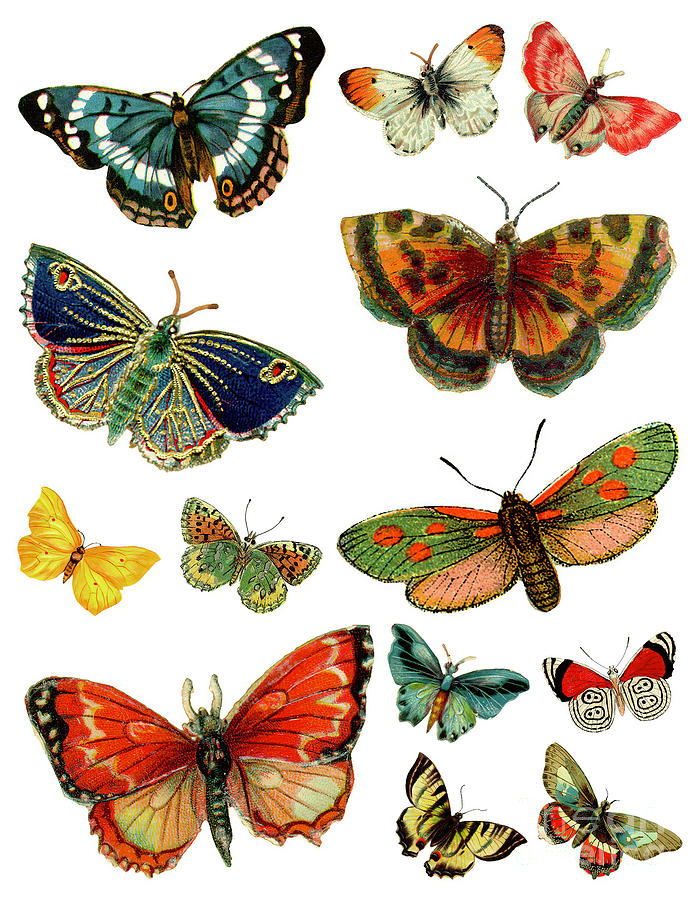 Antique French Butterflies, nature illustration Painting by Tina Lavoie ...