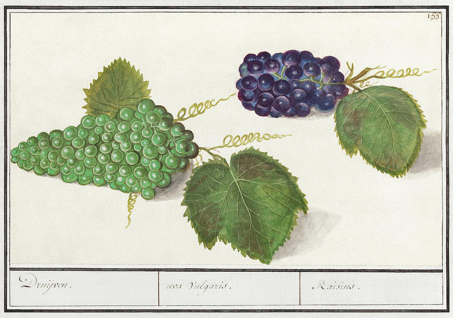 Vintage Illustrations Mixed Media - Antique Grapes by World Art Collective