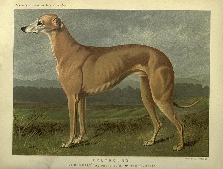 Antique Greyhound Mixed Media by Beautiful Nature Prints - Fine Art America