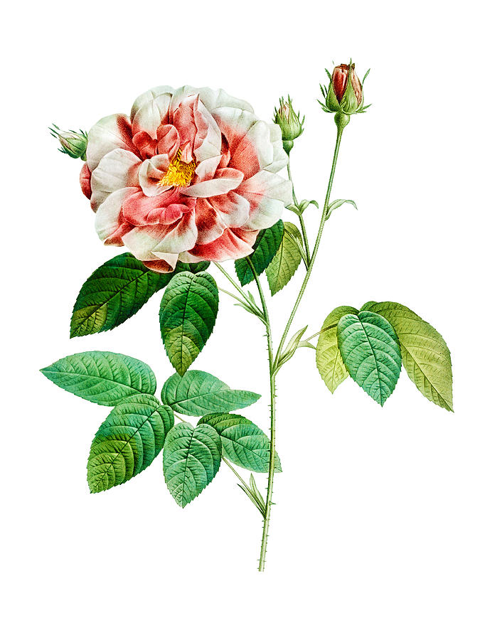 Antique Heirloom Variegated Rose, Hand-colored Copperplate Engraving, Original Aquatint Watercolor Painting by Kathy Anselmo