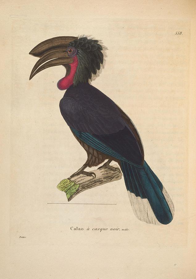 Antique Hornbill illustration Mixed Media by World Art Collective