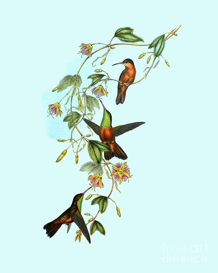 Hummingbird Digital Art - Antique Hummingbirds Illustration by Madame Memento