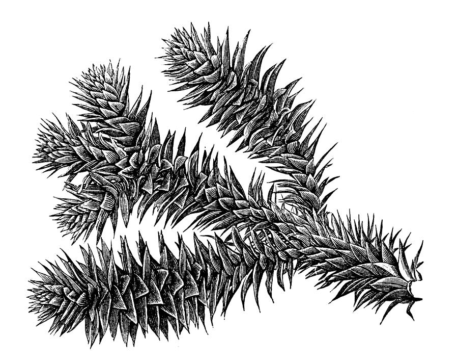Antique illustration of Araucaria araucana (monkey puzzle tree, Chilean pine) Drawing by Ilbusca